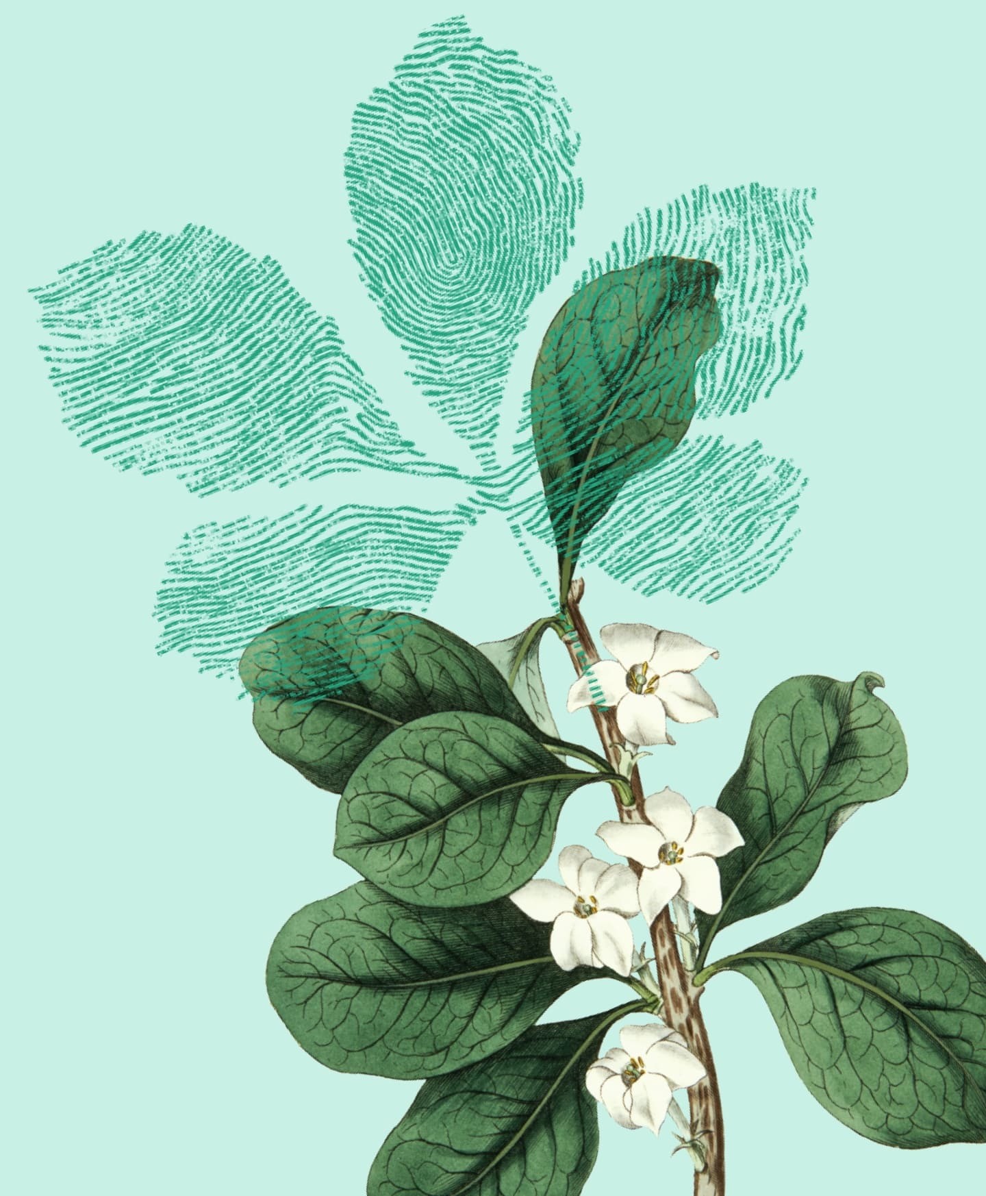 Greenhouse botanical